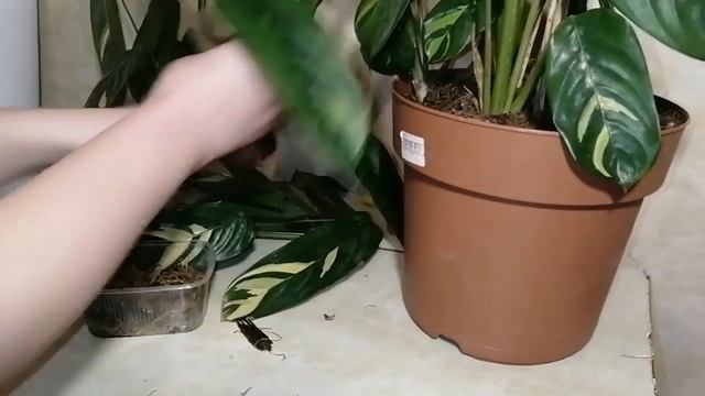 Ктенанта: уход/пересадка/размножение