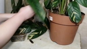 Ктенанта: уход/пересадка/размножение