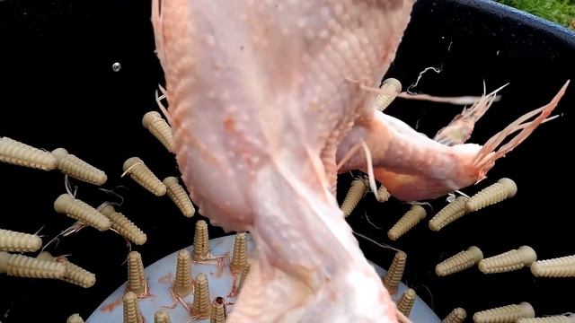 Перосъёмная машина ПМ-7М смотреть онлайн