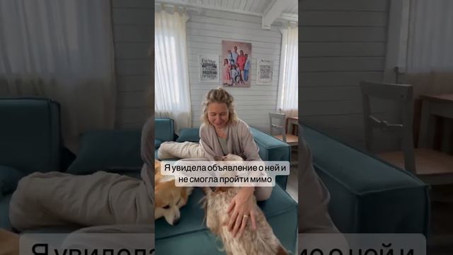 Шестеро детей, кошка и теперь 2 собаки, как вам? #большаясемья #многодетнаясемья #многодетные #6kid смотреть онлайн