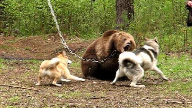 Охота на медведя смотреть онлайн