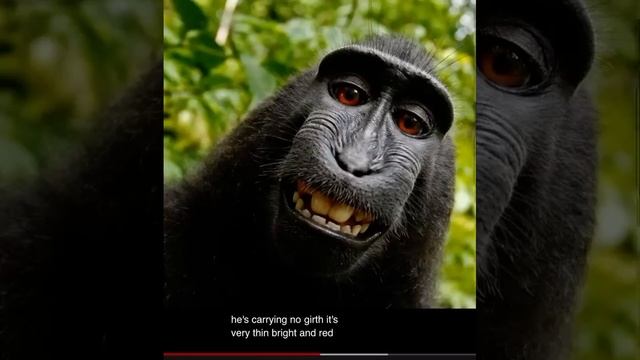 Me and my monkey (monkey doesn’t wear any pants) смотреть онлайн