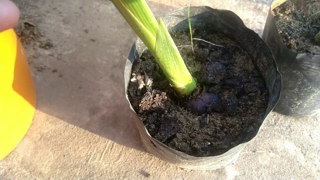 Repoting & care of Gladiolus plant смотреть онлайн
