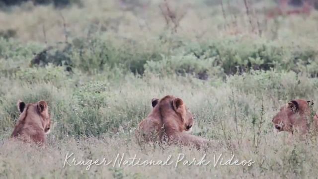 Kruger National Park Wildlife Sightings Compilation | Latest Kruger Sightings смотреть онлайн