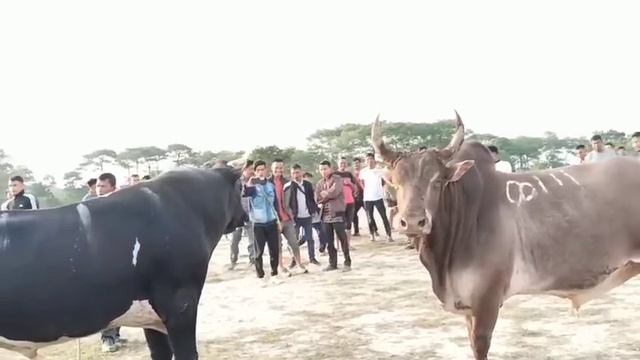 Tang ban peit ka dur u Python lah phet u Tliah Marbiang iatur masi ba comik ?? #iadaw iatur masi смотреть онлайн