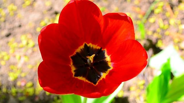Тюльпаны (tulip) футаж смотреть онлайн