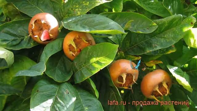 Мушмула германская ? германская мушмула обзор: как сажать, саженцы мушмулы