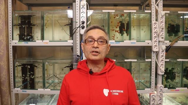 ПОЧЕМУ БОЛЕЮТ и ГИБНУТ ГУППИ / WHY DO GUPPIES GET SICK AND DIE смотреть онлайн