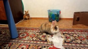 ПОМОГИТЕ БАФФИ МИЛАФФИ! ВЫБИРАЕМ НОВЫЕ ЧЕЛЛЕНДЖИ ИЛИ ШУТКИ? Все песни кролика Баффи