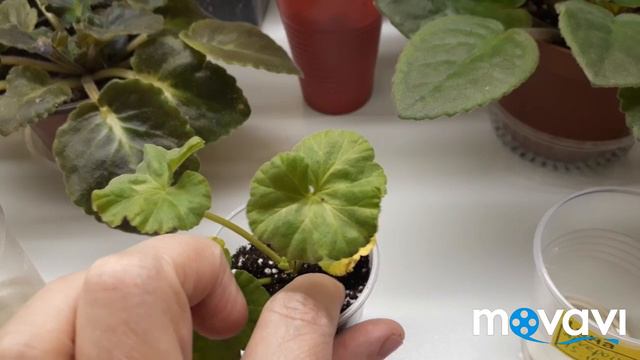 Осеннее укоренение пеларгоний: корешки появились на второй день. смотреть онлайн