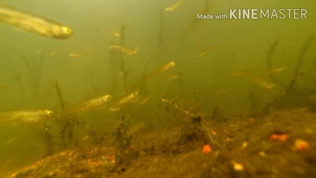 Подводный Мир ? смотреть онлайн