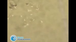 СТАНЦИЯ АЭРАЦИИ. Снижение нагрузки на активный ил станции аэрации  #probiotica.ru