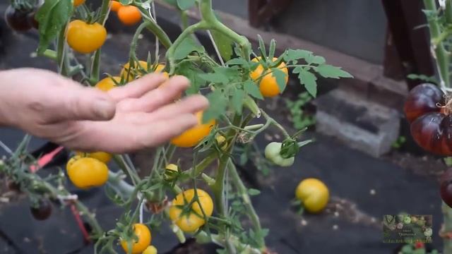 В гостях у коллекционера томатов . Часть 2. Латвия. смотреть онлайн