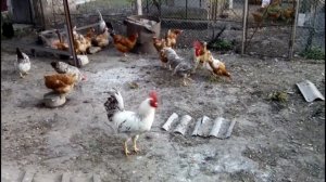 ТРИ ПЕТУХА НА ДВАДЦАТЬ КУРОЧЕК