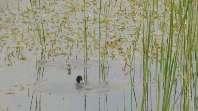 Black-necked grebe/ Черношейная поганка /Podiceps nigricollis / Birds смотреть онлайн