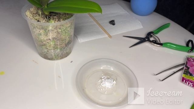 17.10.2022 ЖЕЛТЫЙ ЛИСТ у основания Santa Claus. ПОМОЖЕТ Фундазол!!!!! смотреть онлайн