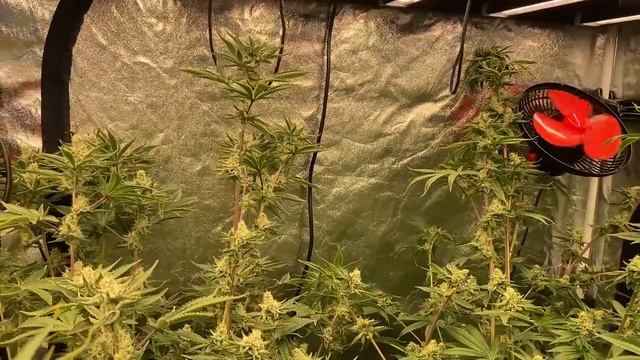Обзор на мои новые растения , результаты розыгрыша и Новый Год ! смотреть онлайн