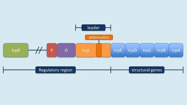 Repressible Operon: Tryptophan смотреть онлайн