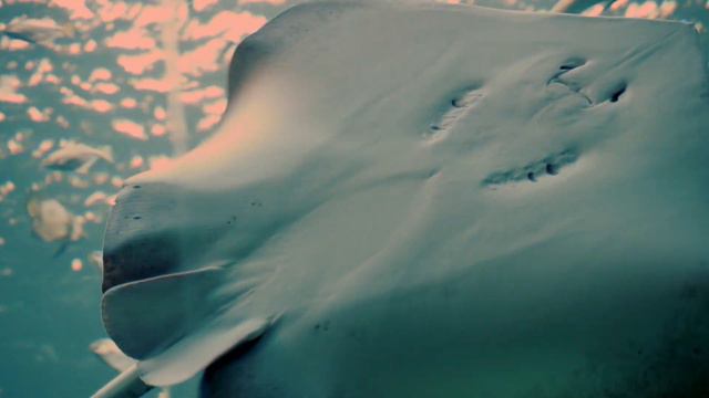 Beautiful Relaxing Music, Underwater Tropical fish, Coral reefs, Sea Turtles in 4k by Chill & Relax смотреть онлайн