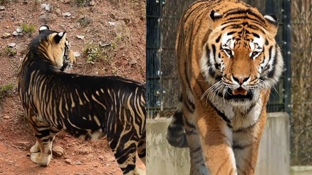 ULTRA - RARE BREED OF TIGER | BLACK OR MELANISTIC TIGER смотреть онлайн