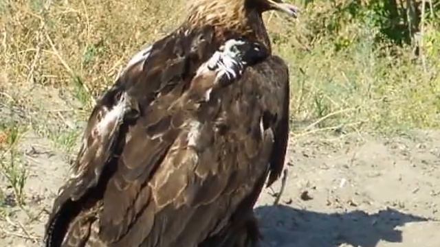 реабилитация солнечного орла смотреть онлайн