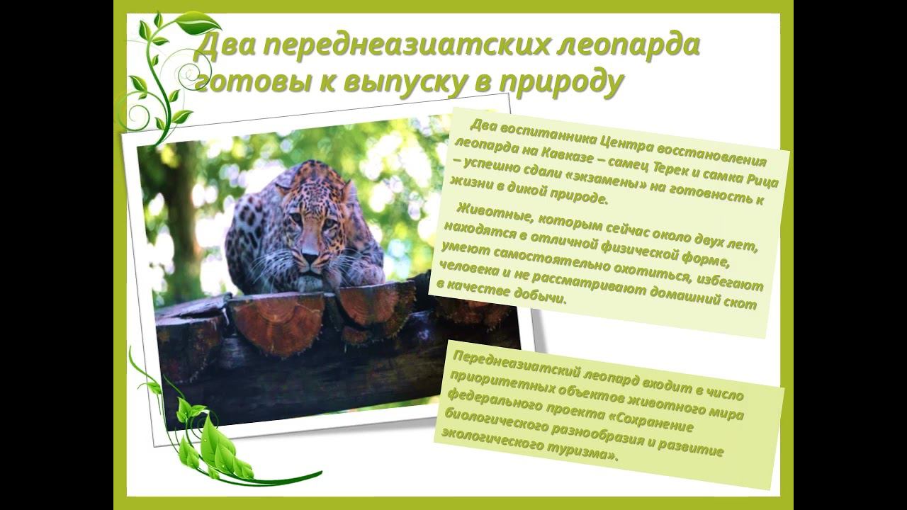 Экологическая азбука смотреть онлайн