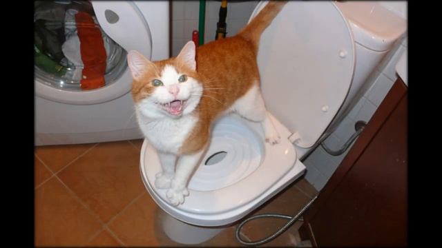 как приучить уличную кошку к лотку смотреть онлайн