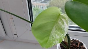 Восстанавливается ли вариегатность у монстеры альба вариегата