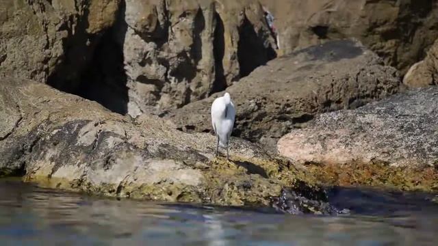 Цапля в Натании (The Little Egret. Netanya, Israel.) смотреть онлайн