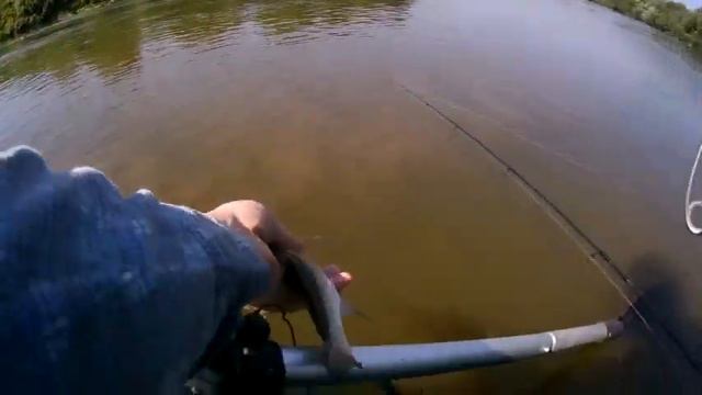 Голавль и другие . Август 2016 . смотреть онлайн