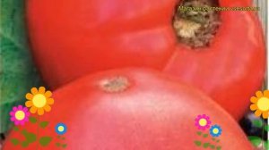 Томат обыкновенный Бабушкин секрет. Краткий обзор, описание характеристик, где купить семена