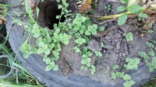 Картошка в шинах с ваккумным автополивом (часть 6) смотреть онлайн