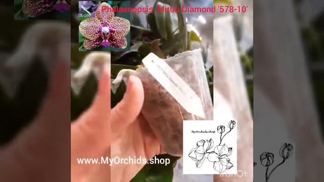 MLC160 Phalaenopsis Mituo Diamond "578-10" смотреть онлайн