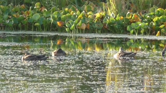 Как спят утки смотреть онлайн