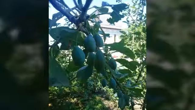 Что растёт в Ставропольском крае??? + Домашние животные? смотреть онлайн