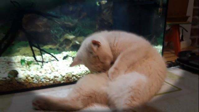 Британский котенок 4 месяца. British Shorthair Kitten