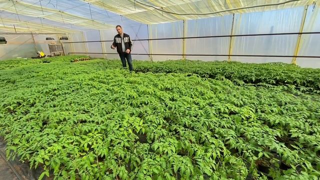 ВОТ ЧТО БЫВАЕТ ЕСЛИ ПОЛИВАТЬ ВСЕГДА С УДОБРЕНИЯМИ смотреть онлайн