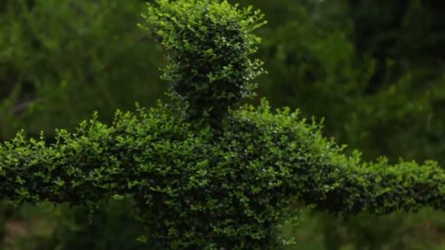 Никитский Ботанический Сад. "Парк приключений" смотреть онлайн