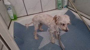 Как помыть мальтипу ???