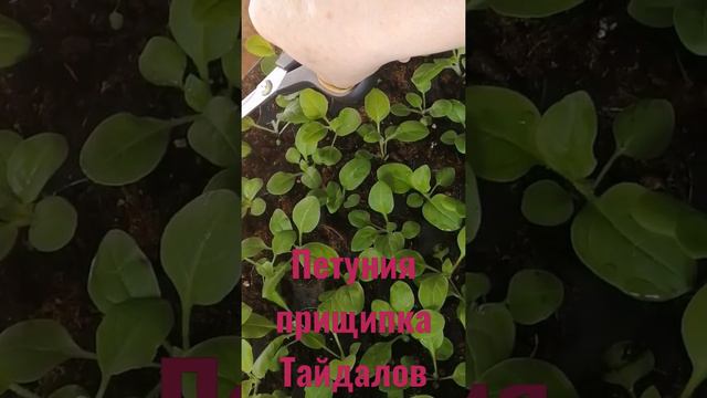 #прищипка#петунии#Тайдал#для#кущения#чем#раньше#тем#лучше# смотреть онлайн
