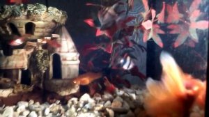 Подробное видео о размножении золотых рыбок