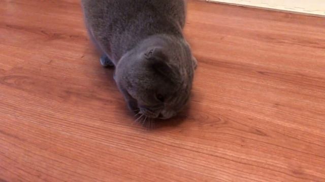 Шок! Что ЗЛОЙ КОТ сделал с котёнком?