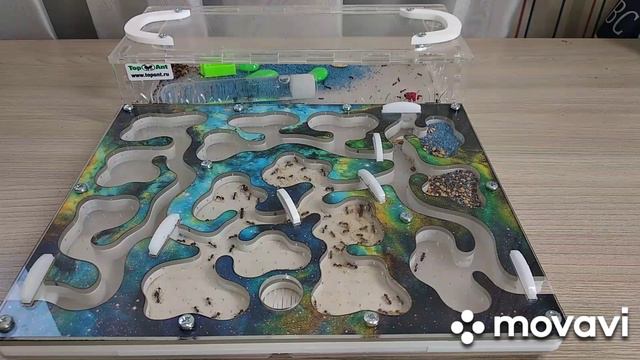 Рассказываю что такое конденсат в муравьиной ферме и как с ним бороться. смотреть онлайн