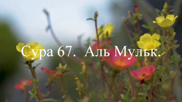 Сура 67 Аль Мульк смотреть онлайн
