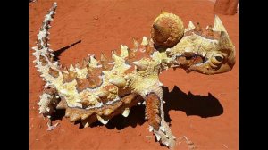 5 самых интересных эндемиков Австрлии