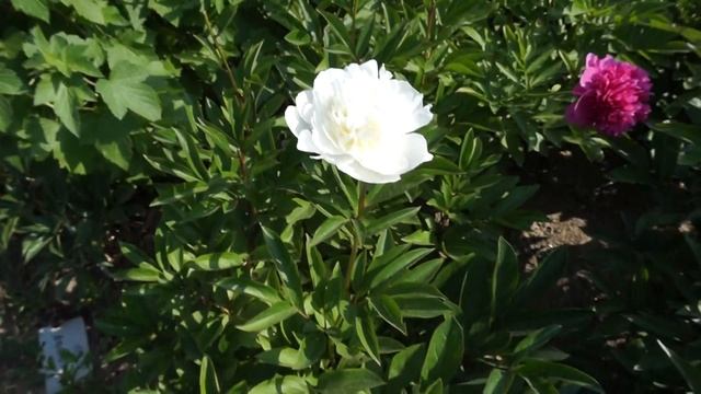 Пион ALSACE LORRAINE смотреть онлайн