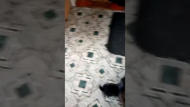 Кошка с котятами стала кормить и щенка которого взяли для охраны двора.