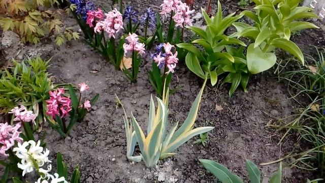 Сад беспрерывного цветения.Гиацынты и мускари(мышиный гиацынт).Видео второе.2017 смотреть онлайн