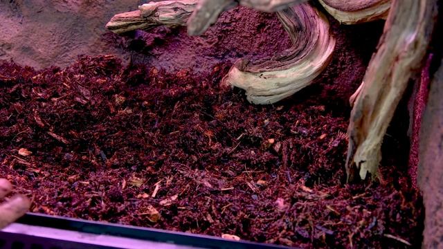 Venomous Tree Viper Bioactive Jungle Vivarium смотреть онлайн
