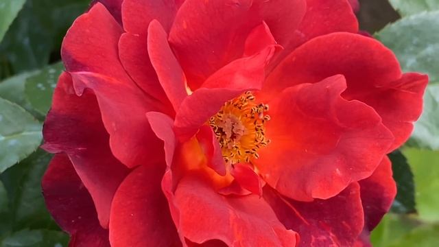 ЦВЕТЕНИЕ РОЗ 2021, 31 ИЮЛЯ ??. ЦАРСТВО ТЫЧИНОК - СЕРДЦЕ РОЗЫ??❤️ смотреть онлайн